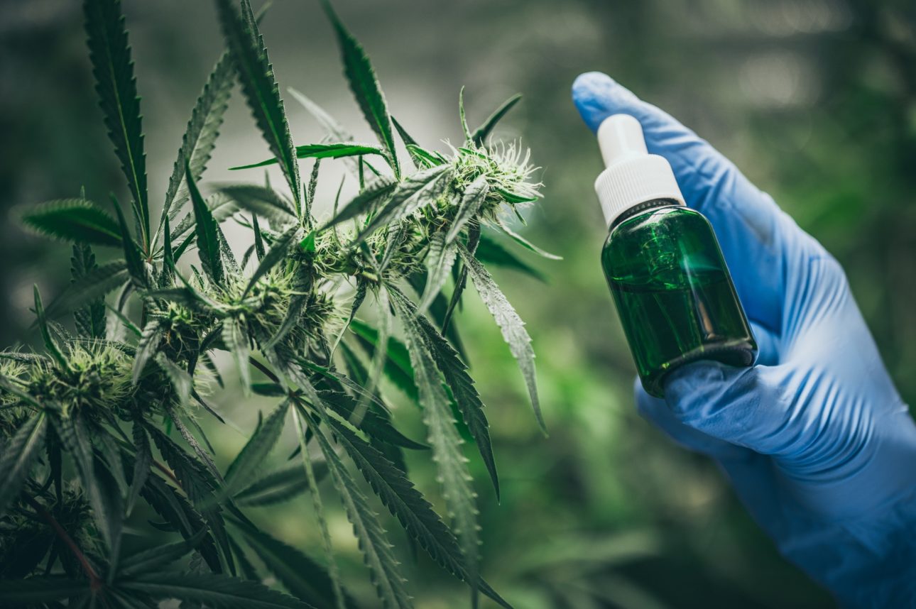 cbd hemp oil hand holding bottle of cannabis oil against marijuana plant e1623034869147