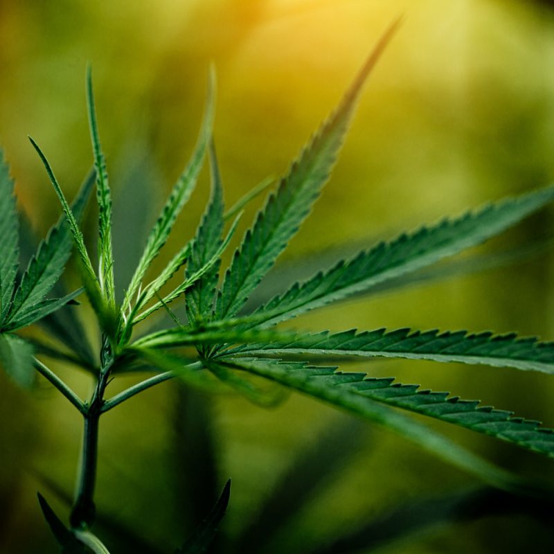 Exploring the Quality and Balance of Bold Brix weed